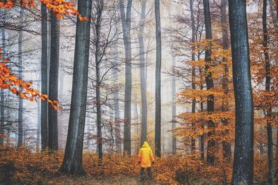 Trees in forest during autumn