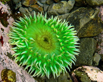 Close-up of cactus plant