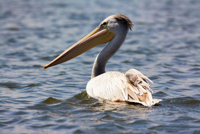 Close-up of pelican swimming in lake