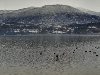 View of birds swimming in lake