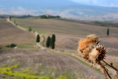 field