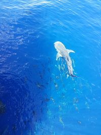 High angle view of fish swimming in the sea