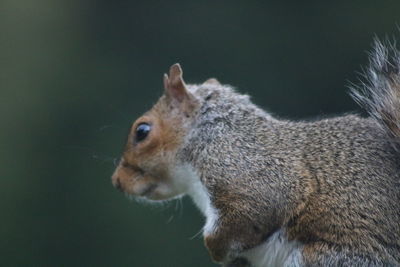 Close-up of squirrel