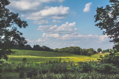 Scenic view of agricultural field against sky