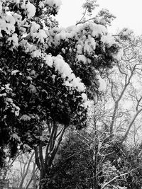 Low angle view of flower tree against sky
