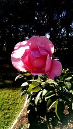 Close-up of pink rose blooming outdoors