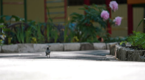 Close-up of small bird