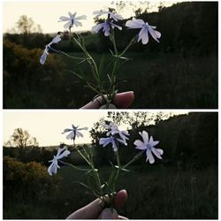 Close-up of flowers