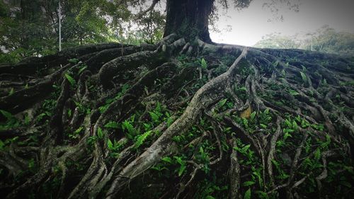 Low angle view of trees in forest