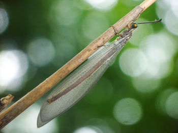 Close-up of tree