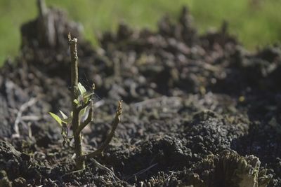 Close-up of plant growing on field