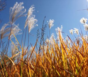 Grass in field against clear sky