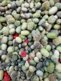 High angle view of prickly pear cactus