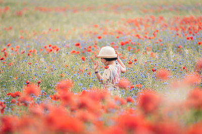 Close-up of red poppy flowers