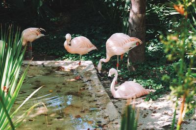 Birds by lake