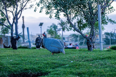 View of birds on field