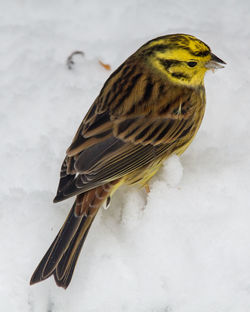 Close-up of bird perching on snow