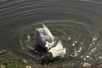 High angle view of swan swimming in lake