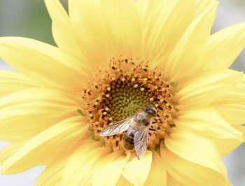 Close-up of bee on sunflower