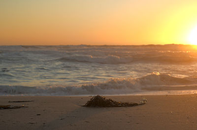 Beach at sunset with cochayuyos or seaweed