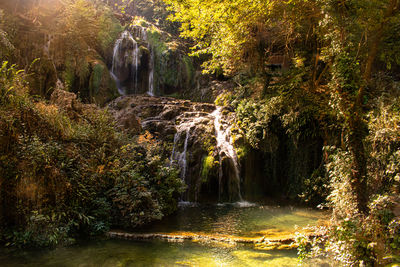 Scenic view of waterfall in forest