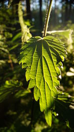 Close-up of fresh green plant