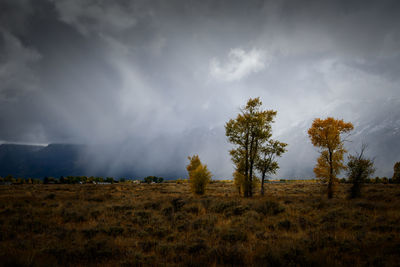 Trees on field against sky