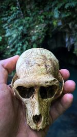 Close-up of hand holding monkey skull