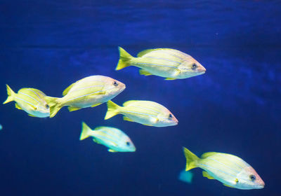 Close-up of fish swimming in sea