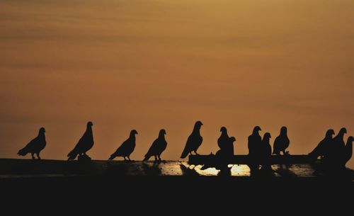 Silhouette birds perching on beach against sky during sunset