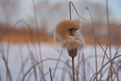 Close-up of fresh plant