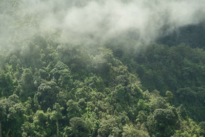 Scenic view of forest