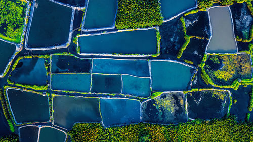 Full frame shot of plants growing against wall