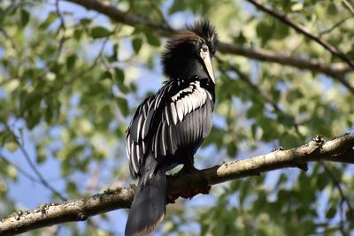 Close-up of a male anhinga perching on branch