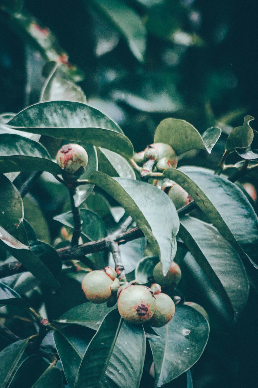 CLOSE-UP OF FRUITS ON PLANT