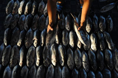 High angle view of fish for sale at market stall