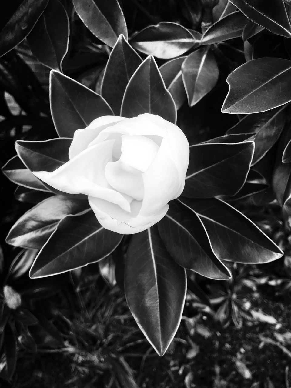 CLOSE UP OF WHITE ROSE