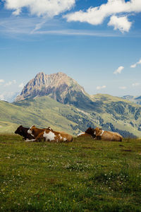 View of a sheep on landscape