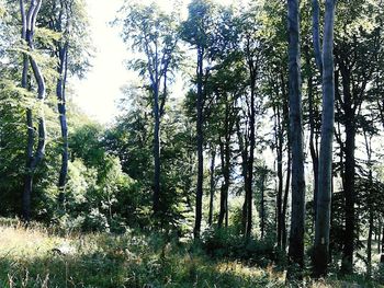 Trees in forest