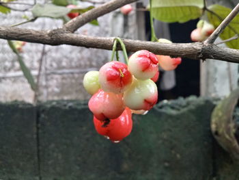 Close-up of red berries growing on tree