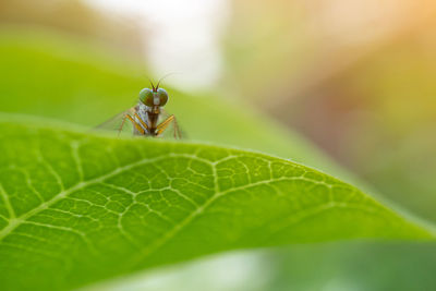 Close-up of insect on leaf