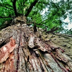 Close-up of tree trunk in forest