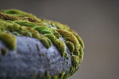 Close up moss