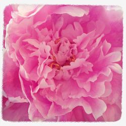 Close-up of peony flowers