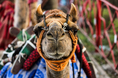 Close-up of a camel