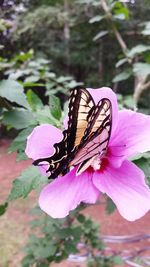 Close-up of butterfly on pink flower