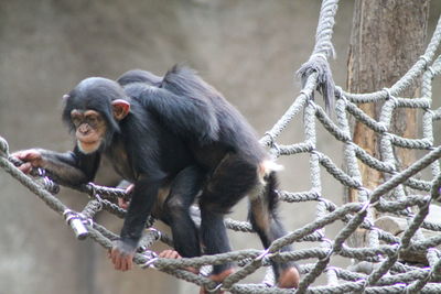 Monkeys playing