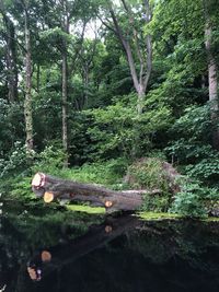 Plants and trees in forest