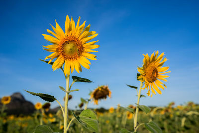 Close-up of yellow flowering plant on field against sky