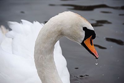 White swan in calm water